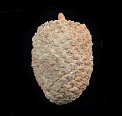 Fossil pine cone for sale | Buried Treasure Fossils