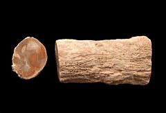 Araucaria pine cone limb section for sale | Buried Treasure Fossils