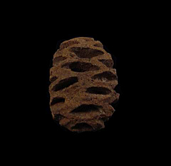 Metasequoia fossil pine cone | Buried Treasure Fossils