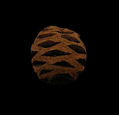 Metasequoia fossil pine cone | Buried Treasure Fossils