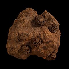 Hell Creek Metasequoia pine cone | Buried Treasure Fossils