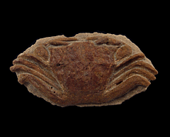 Colomnia taunicum - Crab