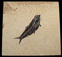 Knightia eocaena fossil fish for sale | Buried Treasure Fossils