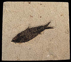 Green River Knightia fish for sale | Buried Treasure Fossils