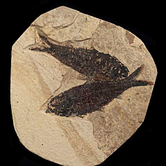Green River Knightia fossil fish for sale | Buried Treasure Fossils