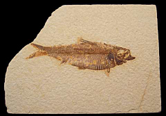 Real Knightia eocaena fish for sale | Buried Treasure Fossils 