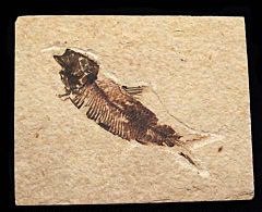 A Top Quality Knightia fossil fish from the Green River Formation of Wyoming. Eocene age. 