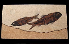 Quality Knightia eocaena fossil fish for sale | Buried Treasure Fossils