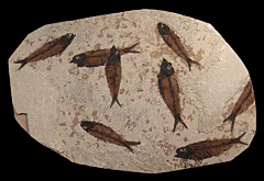 Quality Knightia eocaena fish for sale | Buried Treasure Fossils