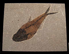 Quality Fossil fish for sale - Diplomystus- wall hanging | Buried Treasure Fossils