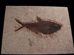 Large Diplomystus fish for sale | Buried Treasure Fossils
