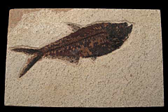 Quality Fossil fish for sale - Diplomystus- wall hanging | Buried Treasure Fossils