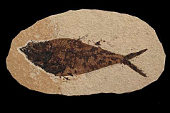 Quality Diplomystus fish for sale | Buried Treasure Fossils