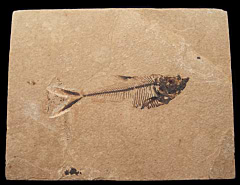 Green River Fossil fish for sale | Buried Treasure Fossils