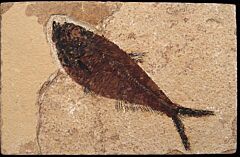 Real Diplomystus dentatus for sale | Buried Treasure Fossils