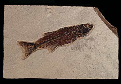 Mioplosus labracoides fossil fish for sale | Buried Treasure Fossils