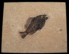 Fossil fish for sale from the Green River formation | Buried Treasure Fossils