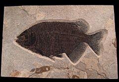 Top Quality Fossil fish for sale - Phareodus | Buried Treasure Fossils