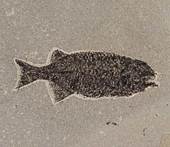 Top Quality Fossil fish for sale - Phareodus | Buried Treasure Fossils
