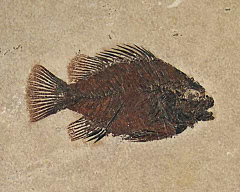 Priscacara Fossil fish for sale | Buried Treasure Fossils