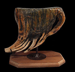 Columbian Mammoth molars | Buried Treasure Fossils