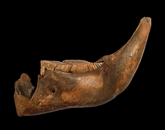 Columbian Mammoth molars | Buried Treasure Fossils
