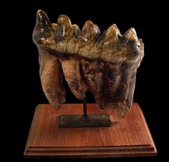 Mastodon tooth | Buried Treasure Fossils