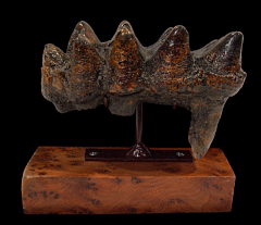 Real Mastodon tooth for sale | Buried Treasure Fossils