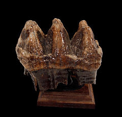 Top Quality Mastodon tooth for sale | Buried Treasure Fossils