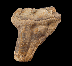Gomphotherium tooth - Early Elephant | Buried Treasure Fossils