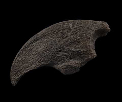 Megalonyx hand claw for sale | Buried Treasure Fossils