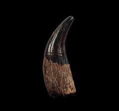 Pleistocene bear tooth | Buried Treasure Fossils