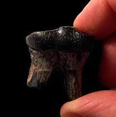 Tapir tooth for sale | Buried Treasure Fossils