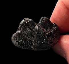 Tapirus sp. tooth for sale | Buried Treasure Fossils