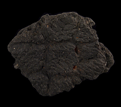 Glyptotherium scute | Buried Treasure Fossils