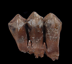 Camel molar - northern Florida | Buried Treasure Fossils