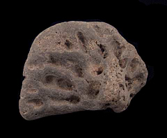 Alligator scute fossil for sale - Northern Florida | Buried Treasure Fossils