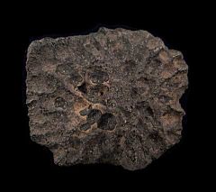 Alligator scute fossil - Northern Florida | Buried Treasure Fossils