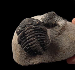 Rare Ceretarges spiny Moroccan trilobite for sale | Buried Treasure Fossils