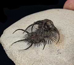 Ceretarges spiny Moroccan trilobite for sale | Buried Treasure Fossils
