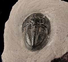 Dechenella burmeisteri trilobite for sale | Buried Treasure Fossils
