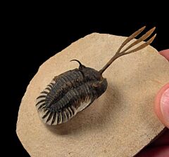 Walliserops trifurcatus for sale | Buried Treasure Fossils