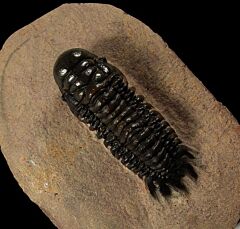 Crotalocephalina trilobite for sale | Buried Treasure Fossils