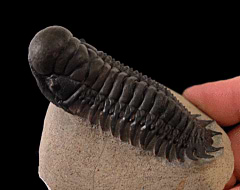 Crotalocephalina trilobite for sale | Buried Treasure Fossils