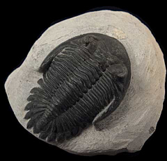 Hollardops mesocristata; Hollardops trilobite for sale | Buried Treasure Fossils