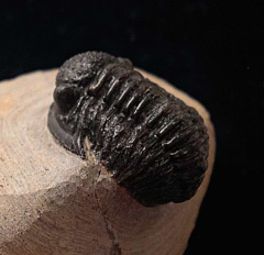 Gerastos trilobite from Morocco for sale | Buried Treasure Fossils
