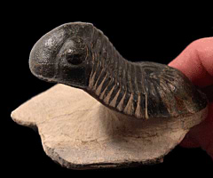 Paralejurus trilobite for sale | Buried Treasure Fossils