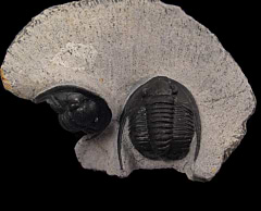 Moroccan Cornuproetus antlatiasus trilobite for sale | Buried Treasure Fossils