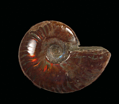 Real red flash ammonite for sale | Buried Treasure Fossils