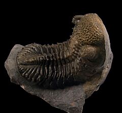 Drotops armatus trilobite | Buried Treasure Fossils